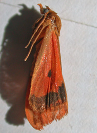 Orange Virbia
